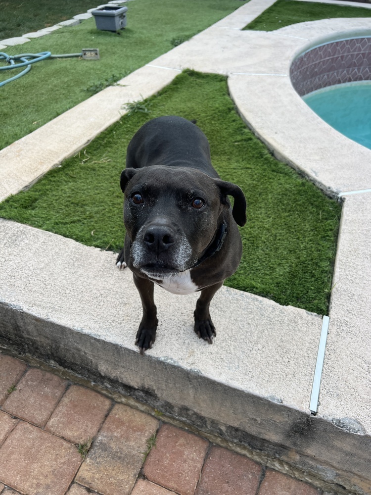 Max, an adoptable Labrador Retriever, Pit Bull Terrier in Palm Bay , FL, 32907 | Photo Image 1