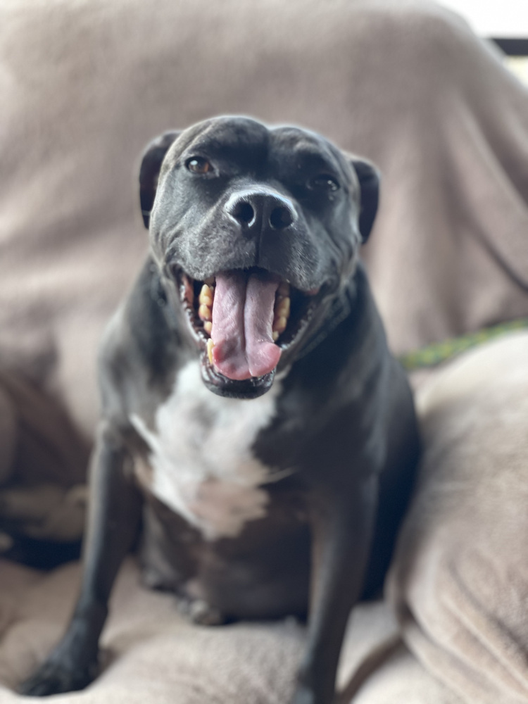 Max, an adoptable Labrador Retriever, Pit Bull Terrier in Palm Bay , FL, 32907 | Photo Image 2