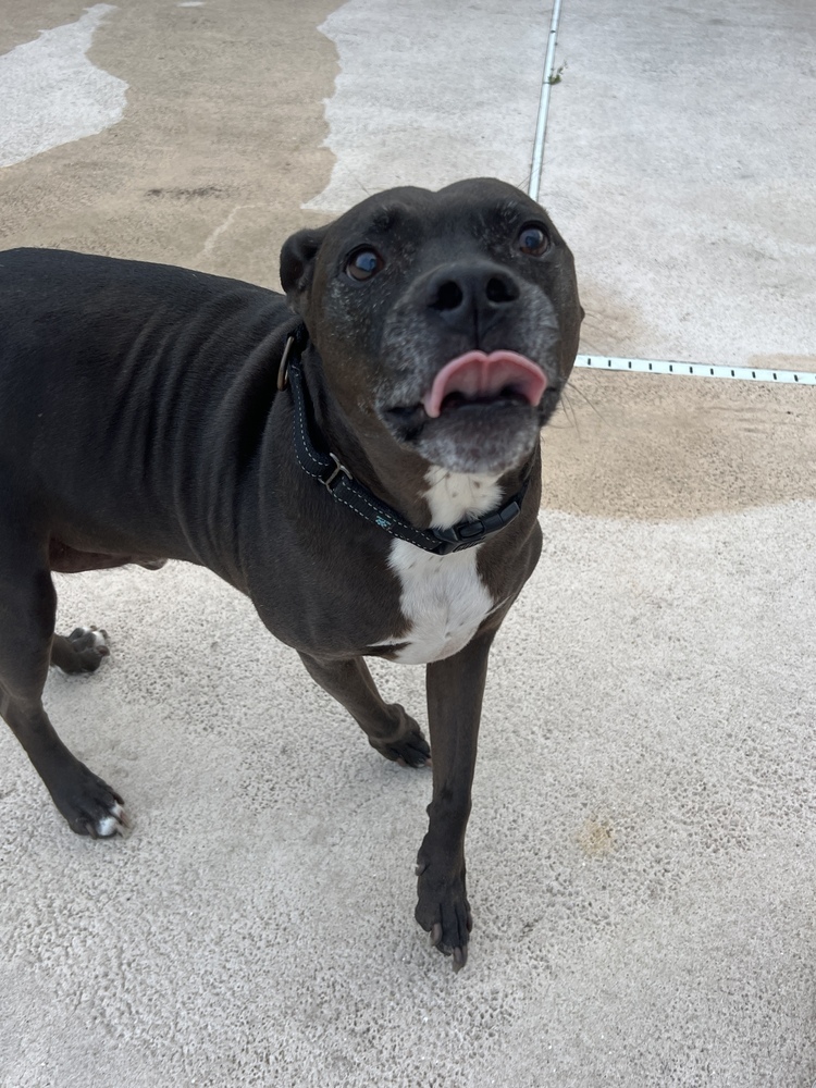 Max, an adoptable Labrador Retriever, Pit Bull Terrier in Palm Bay , FL, 32907 | Photo Image 3