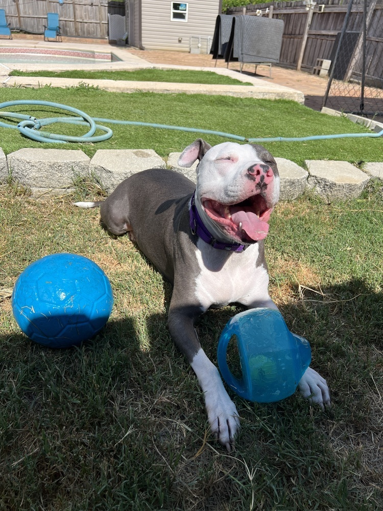 Zeus, an adoptable Pit Bull Terrier, Catahoula Leopard Dog in Palm Bay , FL, 32907 | Photo Image 1