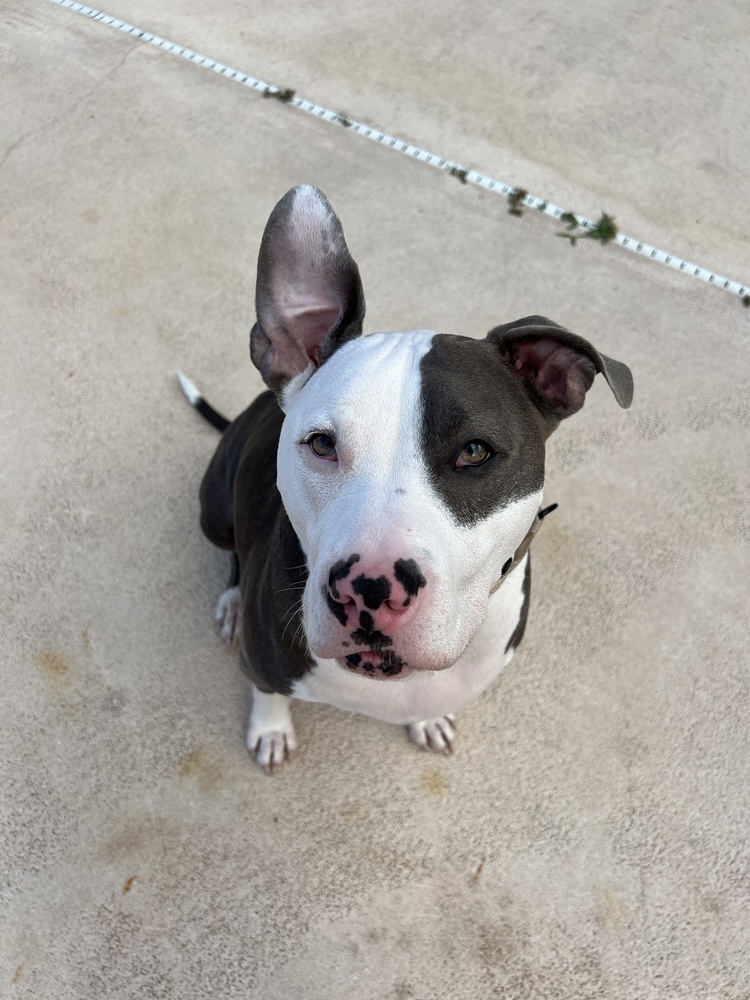 Zeus, an adoptable Pit Bull Terrier, Catahoula Leopard Dog in Palm Bay , FL, 32907 | Photo Image 1