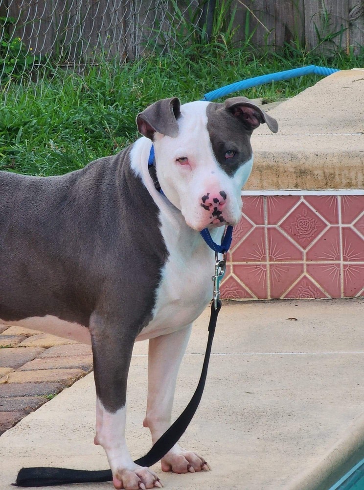 Zeus, an adoptable Pit Bull Terrier in Palm Bay , FL, 32907 | Photo Image 2