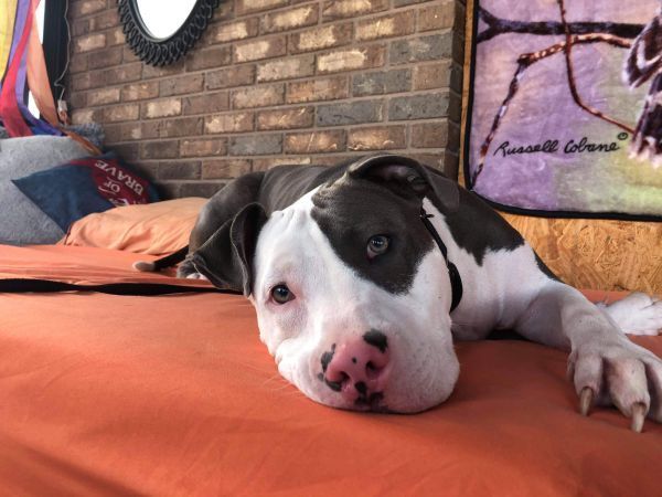 Zeus, an adoptable Pit Bull Terrier, Catahoula Leopard Dog in Palm Bay , FL, 32907 | Photo Image 2