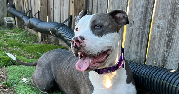 Zeus, an adoptable Pit Bull Terrier, Catahoula Leopard Dog in Palm Bay , FL, 32907 | Photo Image 3