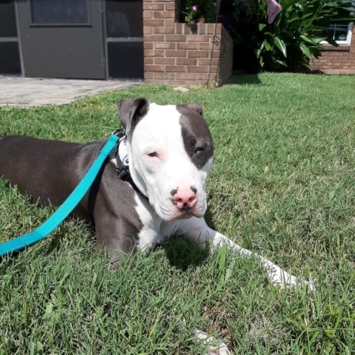 Zeus, an adoptable Pit Bull Terrier in Palm Bay , FL, 32907 | Photo Image 4