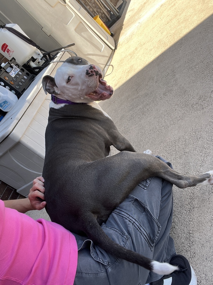 Zeus, an adoptable Pit Bull Terrier, Catahoula Leopard Dog in Palm Bay , FL, 32907 | Photo Image 5