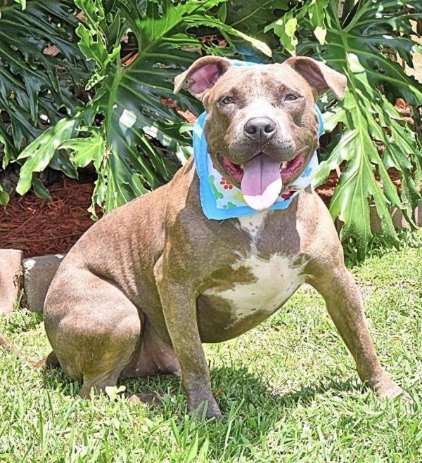 Lucky Bruce Franklin, an adoptable American Staffordshire Terrier in Palm Bay , FL, 32907 | Photo Image 1