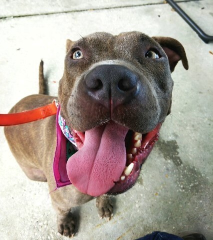 Lucky Bruce Franklin, an adoptable American Staffordshire Terrier in Palm Bay , FL, 32907 | Photo Image 2