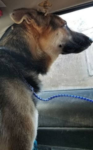 HI- IM RINGO Im a 5-year-old male purebred German Shepherd in need of a home and companion I was
