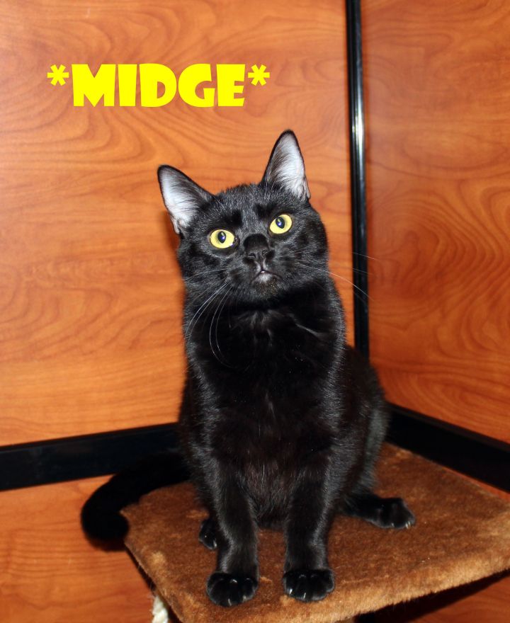 Midge, an adopted Domestic Short Hair in Centerville, UT_image-1