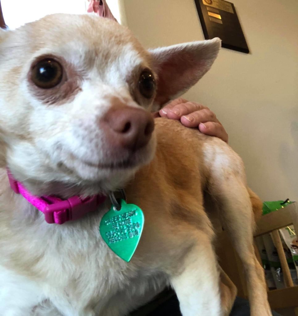 Tia , an adoptable Chihuahua in Star, ID, 83669 | Photo Image 1