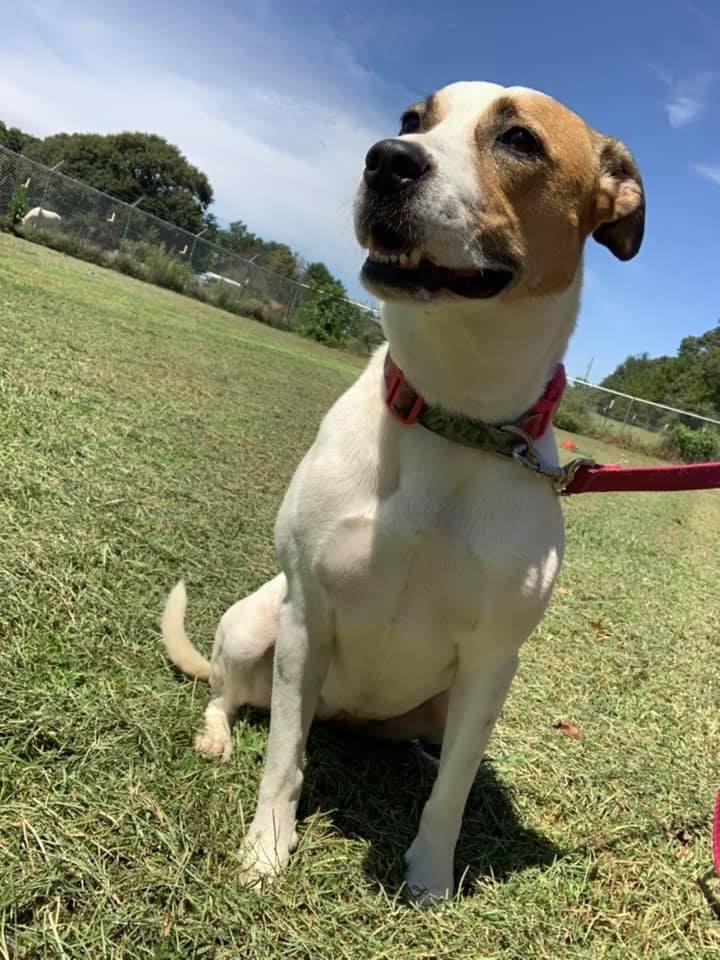 Suzie Q, an adoptable Hound, Terrier in Hartwell, GA, 30643 | Photo Image 1