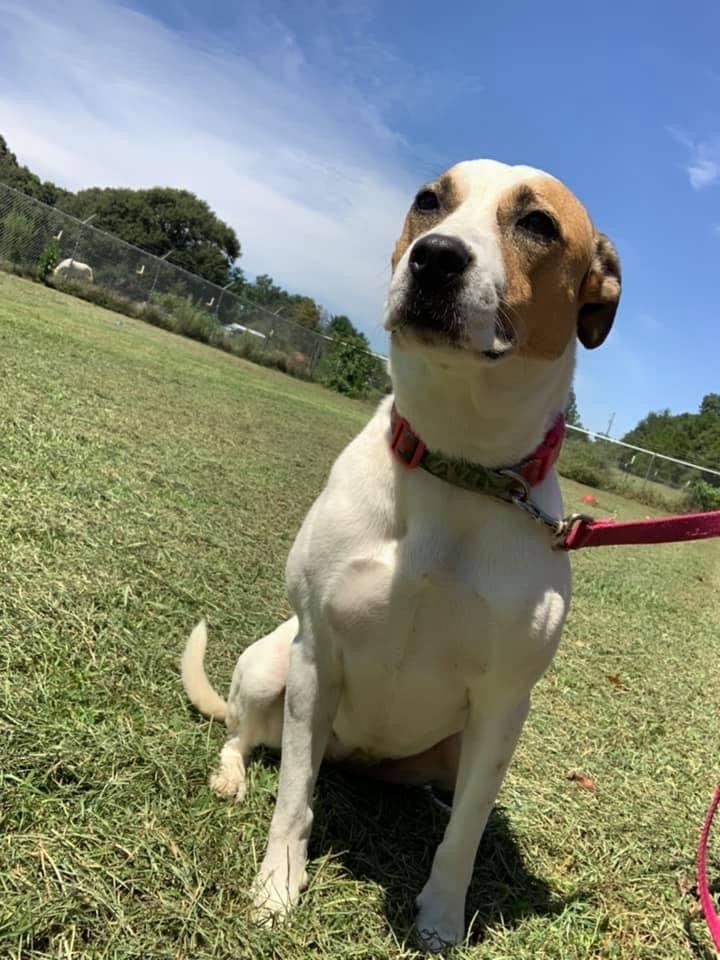 Suzie Q, an adoptable Hound, Terrier in Hartwell, GA, 30643 | Photo Image 2