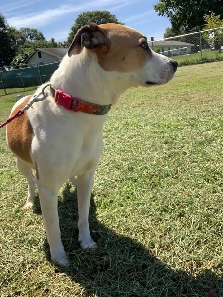 Suzie Q, an adoptable Hound, Terrier in Hartwell, GA, 30643 | Photo Image 3