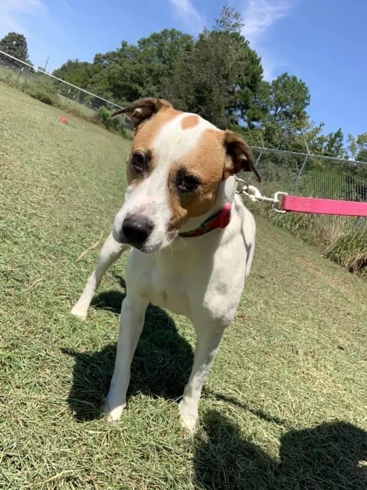 Suzie Q, an adoptable Hound, Terrier in Hartwell, GA, 30643 | Photo Image 4
