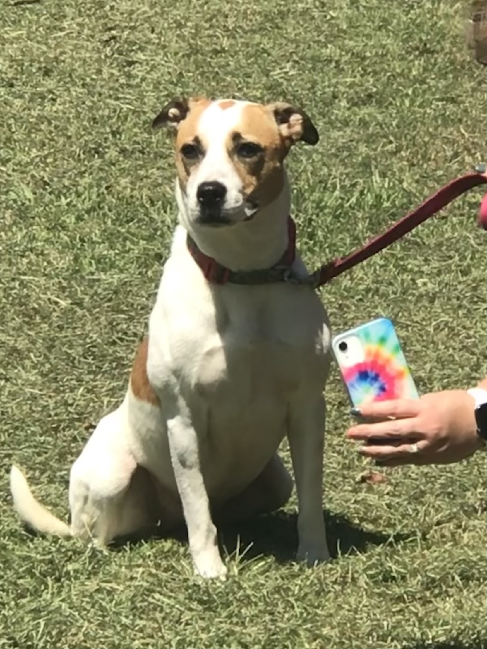 Suzie Q, an adoptable Hound, Terrier in Hartwell, GA, 30643 | Photo Image 5