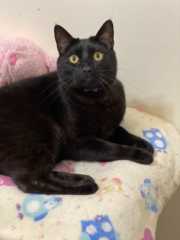 Boomer, an adoptable Domestic Short Hair in Bountiful, UT, 84010 | Photo Image 1