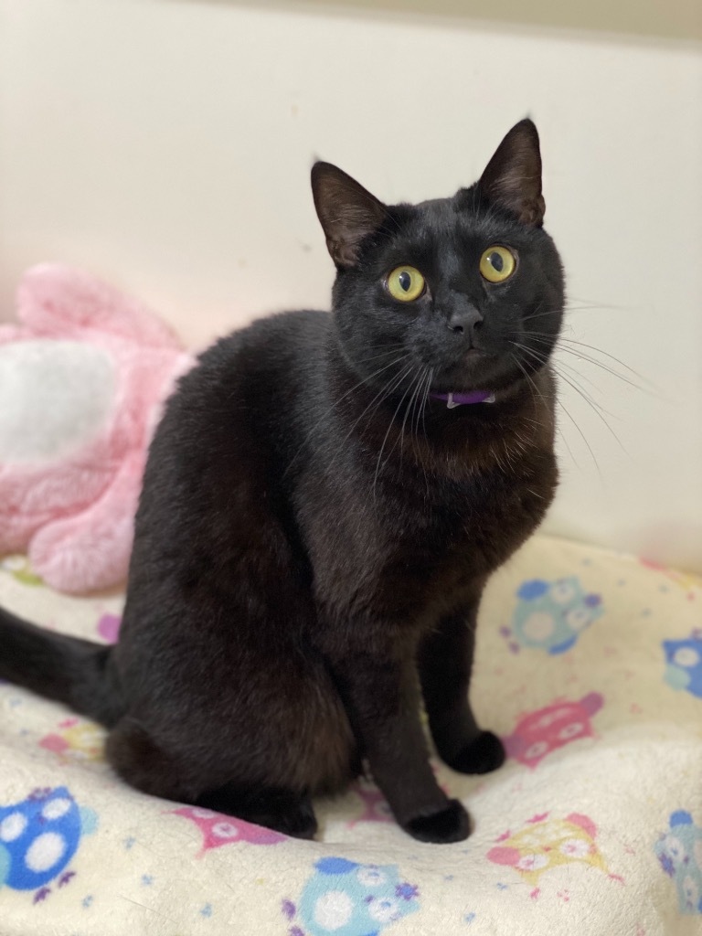 Boomer, an adoptable Domestic Short Hair in Bountiful, UT, 84010 | Photo Image 2