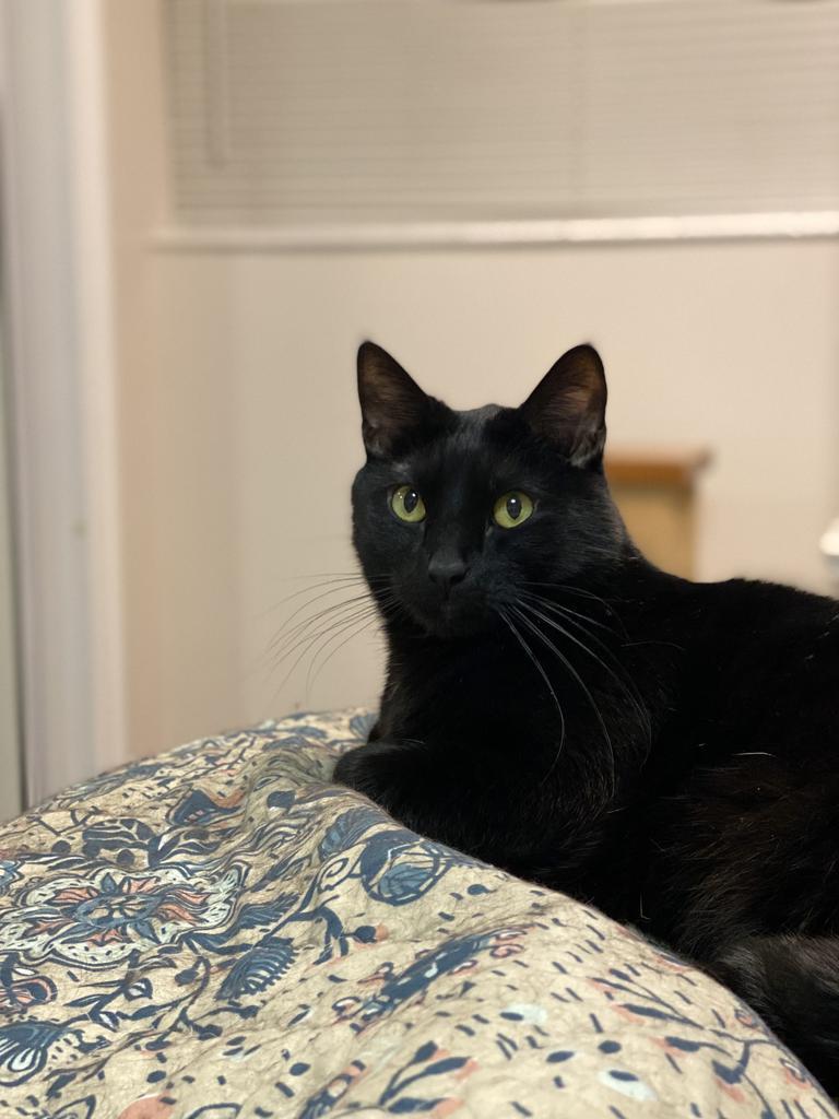 Boomer, an adoptable Domestic Short Hair in Bountiful, UT, 84010 | Photo Image 3