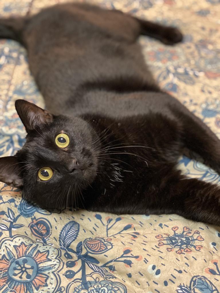 Boomer, an adoptable Domestic Short Hair in Bountiful, UT, 84010 | Photo Image 4