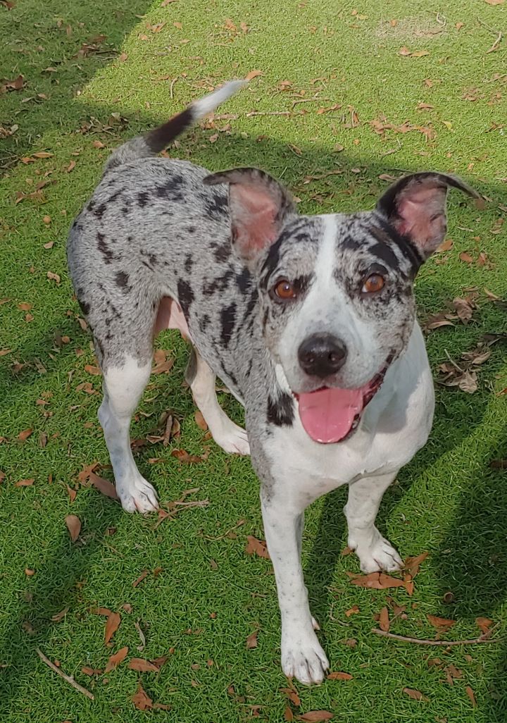 Catahoula dogs hot sale for adoption