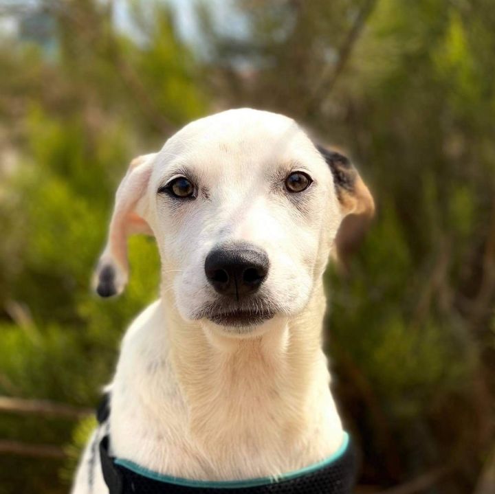 Whitney , an adopted Retriever & Spaniel Mix in San Diego, CA_image-1