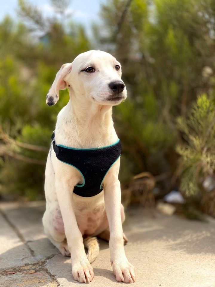 Whitney , an adopted Retriever & Spaniel Mix in San Diego, CA_image-2