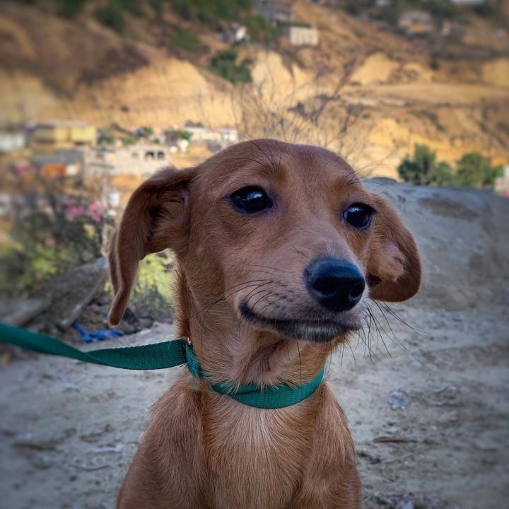 Minnie, an adopted Dachshund & Terrier Mix in San Diego, CA_image-1