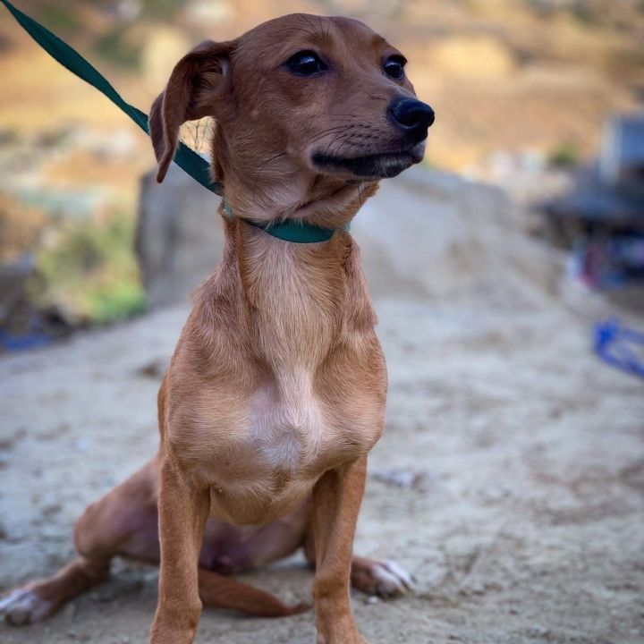 Minnie, an adopted Dachshund & Terrier Mix in San Diego, CA_image-2