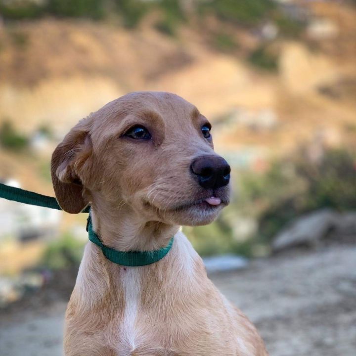 Nala , an adopted Spaniel Mix in San Diego, CA_image-1