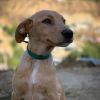 Nala 