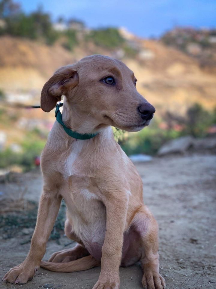 Nala , an adopted Spaniel Mix in San Diego, CA_image-3