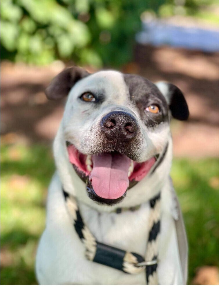 Schumer, an adoptable American Staffordshire Terrier, Cattle Dog in Godfrey, IL, 62035 | Photo Image 1