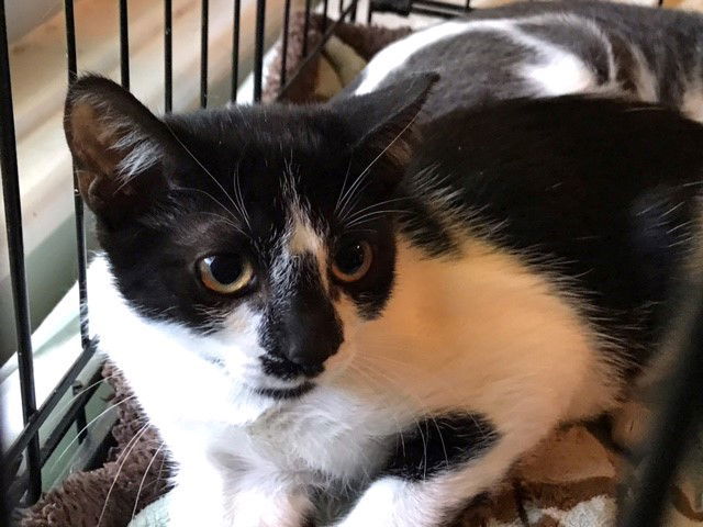 Trixie, an adoptable Domestic Short Hair in Pompano Beach, FL, 33064 | Photo Image 1