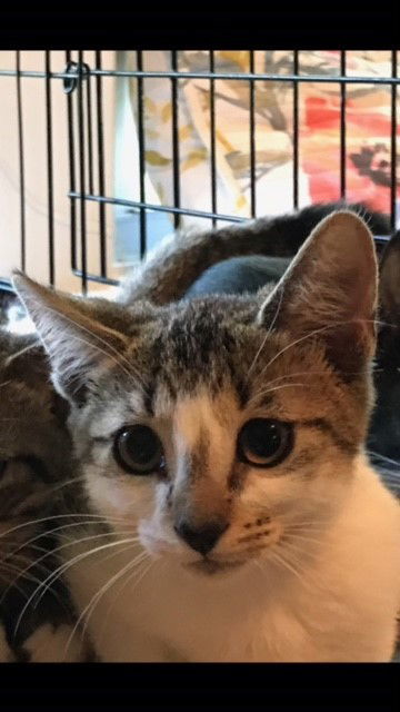 Alice, an adoptable Domestic Short Hair in Pompano Beach, FL, 33064 | Photo Image 2