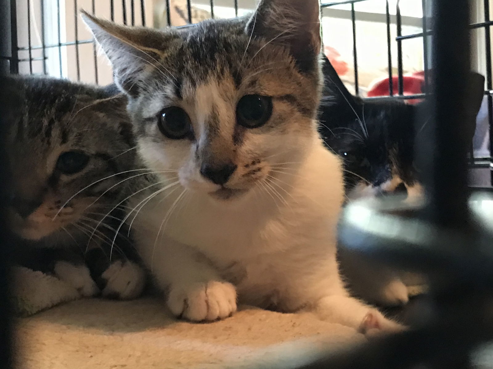 Alice, an adoptable Domestic Short Hair in Pompano Beach, FL, 33064 | Photo Image 3