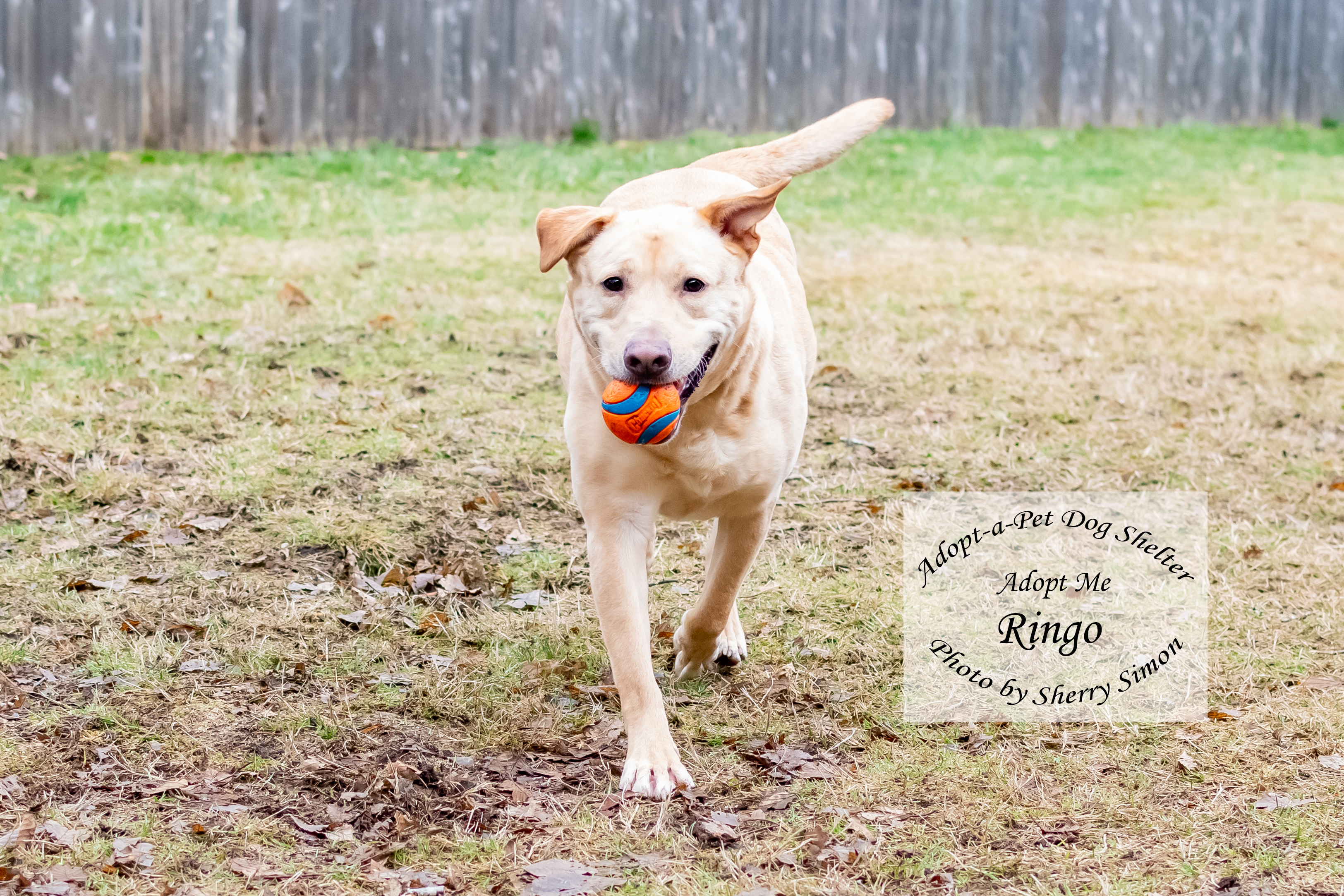 RINGO, an adoptable Labrador Retriever in Shelton, WA, 98584 | Photo Image 2