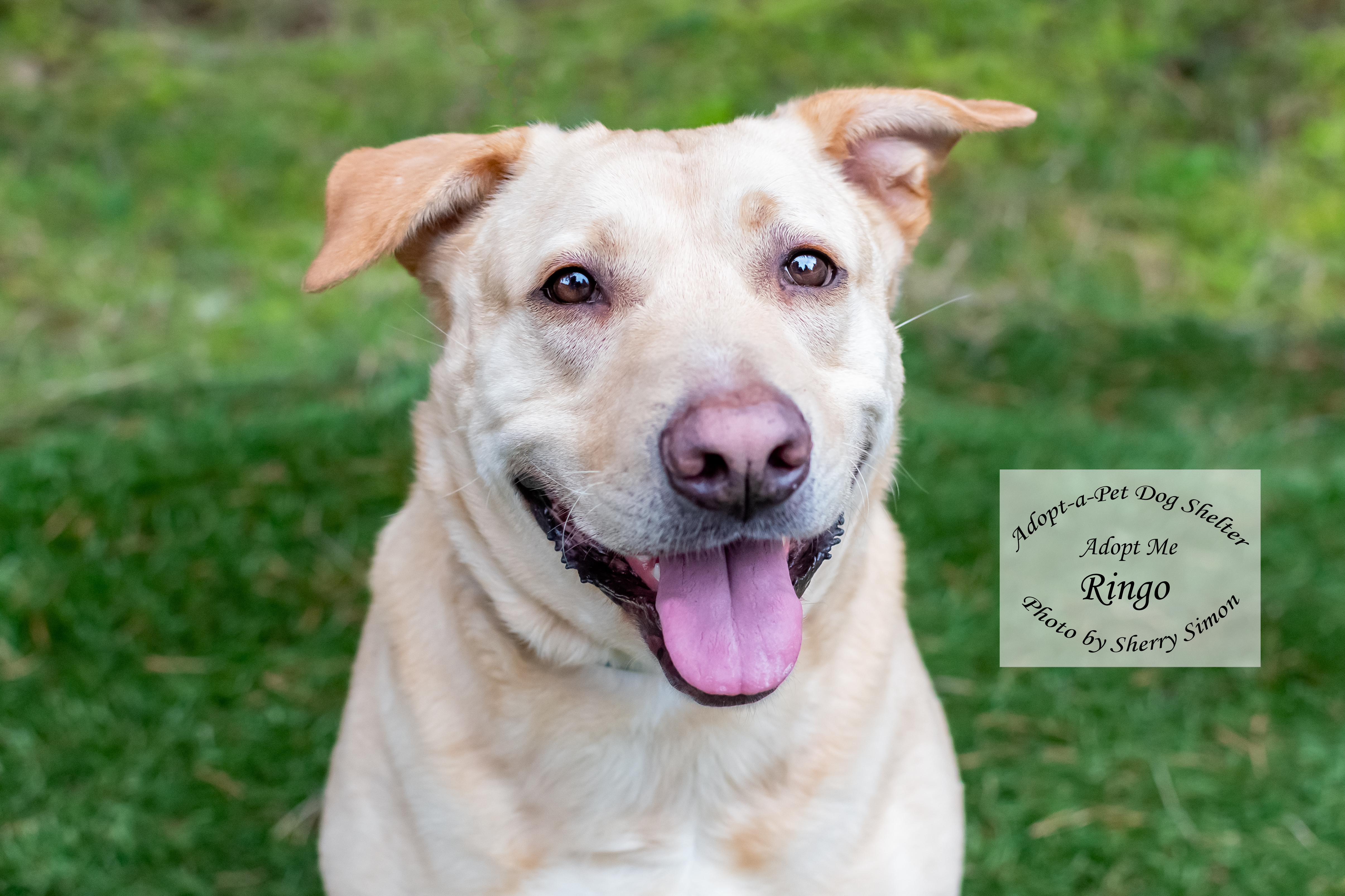 RINGO, an adoptable Labrador Retriever in Shelton, WA, 98584 | Photo Image 3