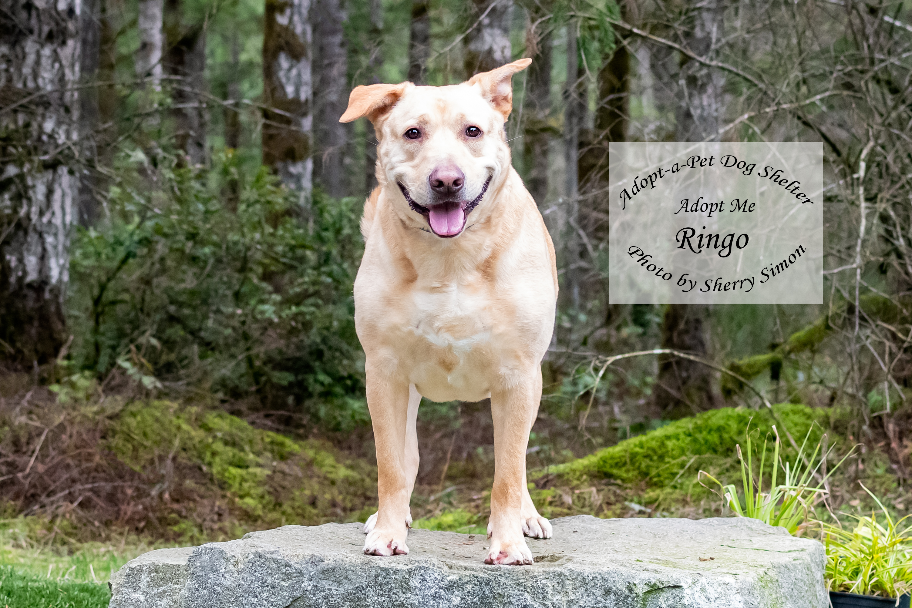 RINGO, an adoptable Labrador Retriever in Shelton, WA, 98584 | Photo Image 4
