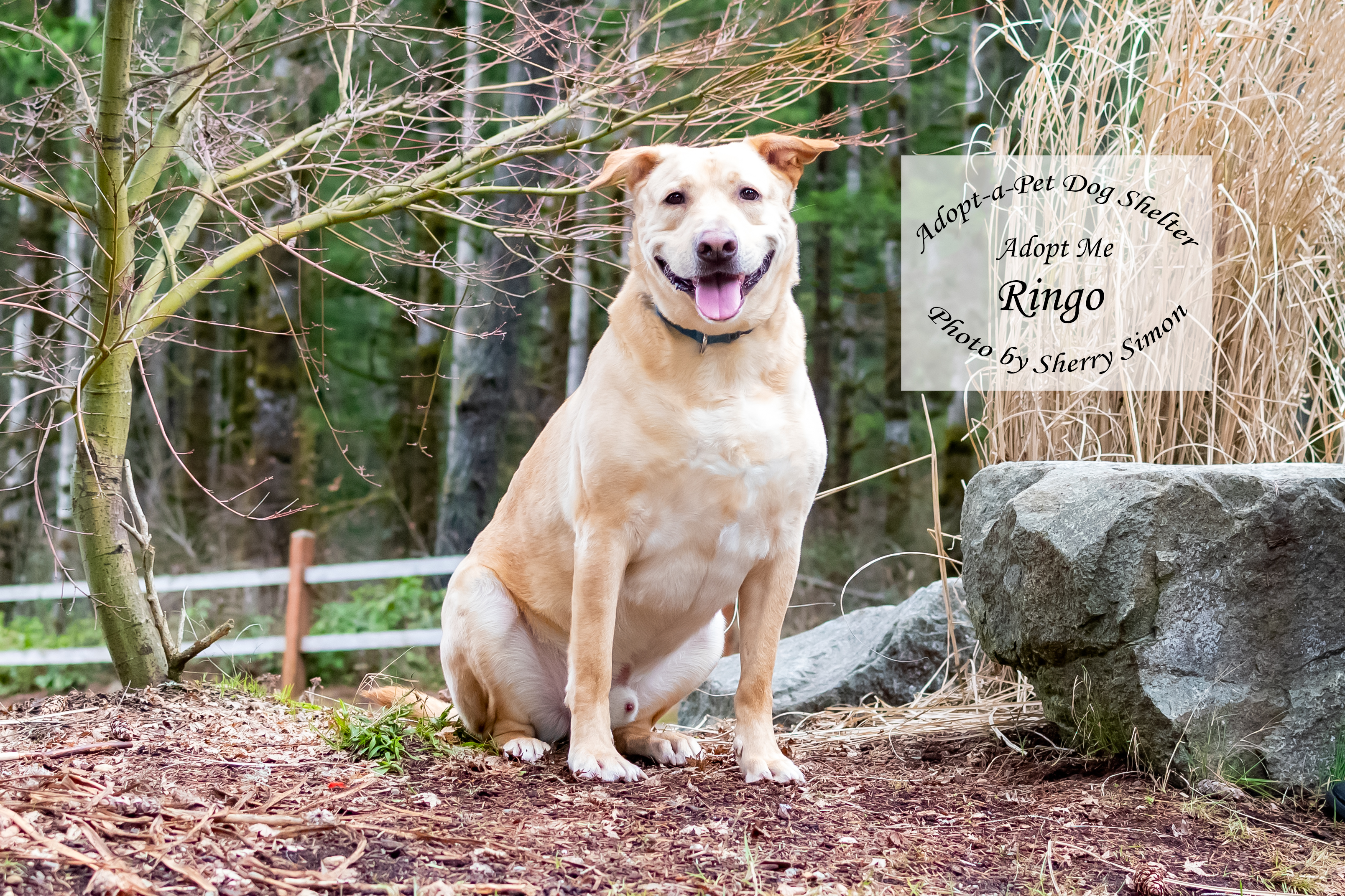 RINGO, an adoptable Labrador Retriever in Shelton, WA, 98584 | Photo Image 5