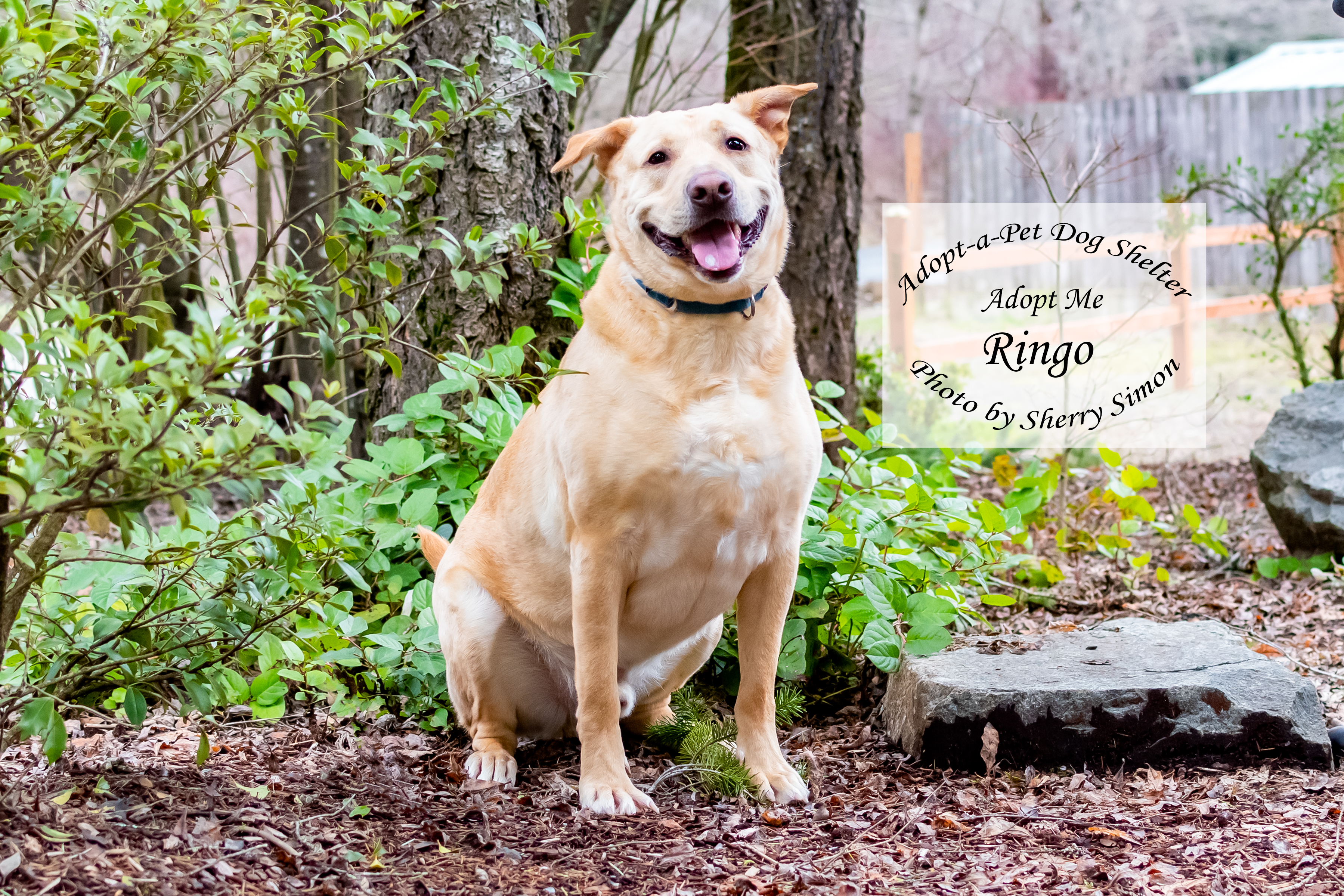 RINGO, an adoptable Labrador Retriever in Shelton, WA, 98584 | Photo Image 6
