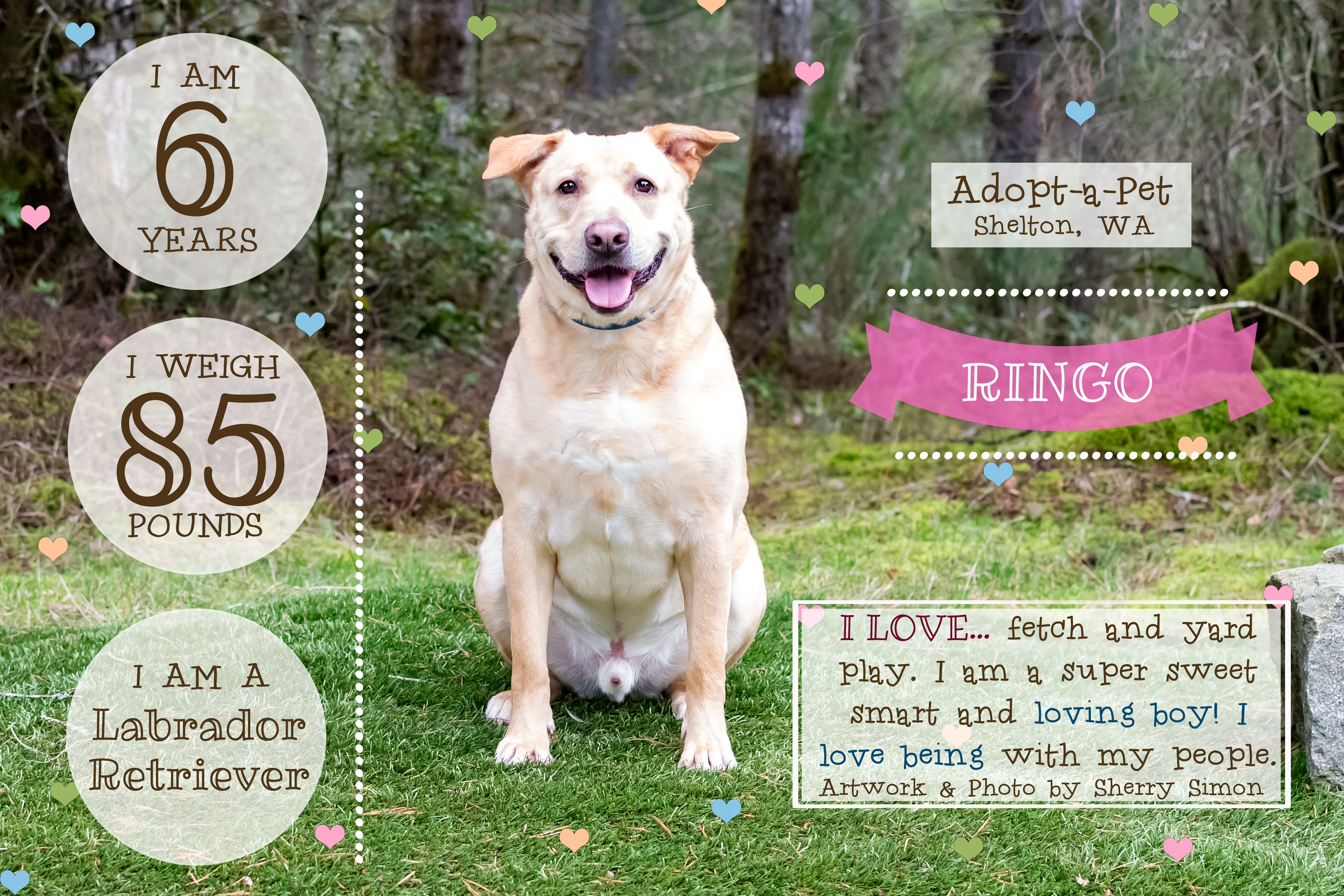 RINGO, an adoptable Labrador Retriever in Shelton, WA, 98584 | Photo Image 1