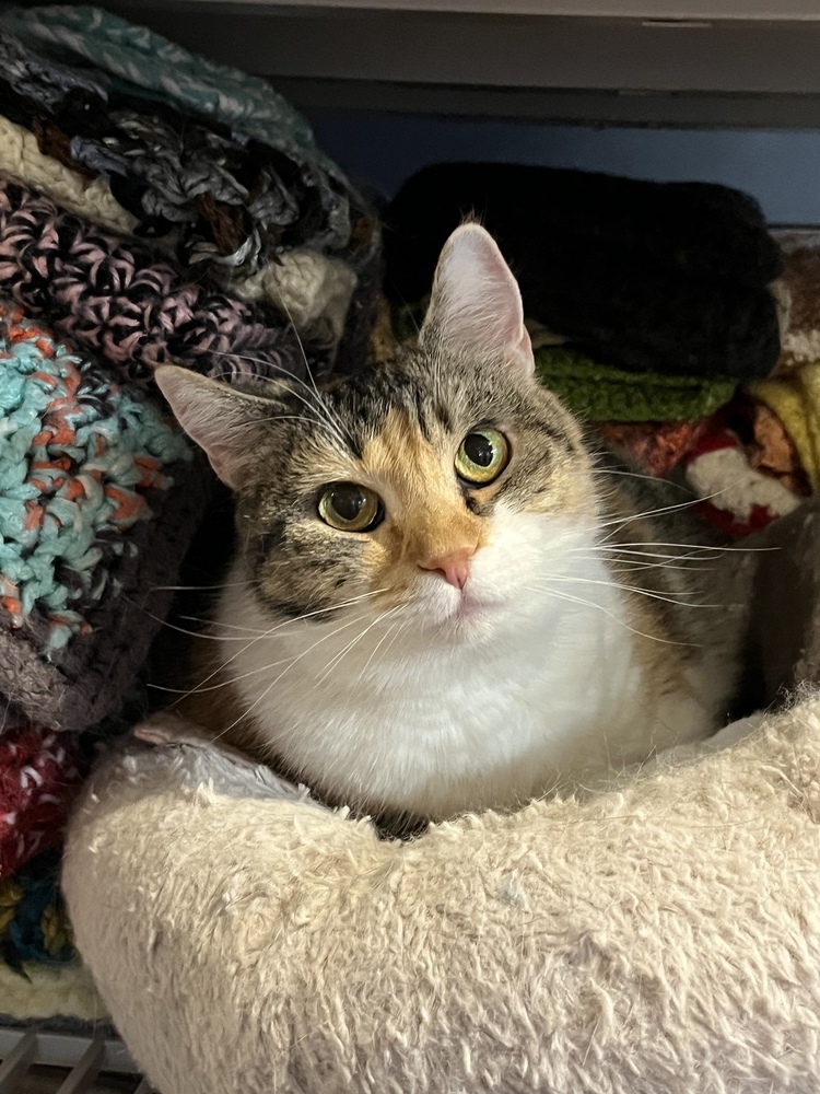 Nillie, an adoptable Domestic Short Hair in Bolton, CT, 06043 | Photo Image 3