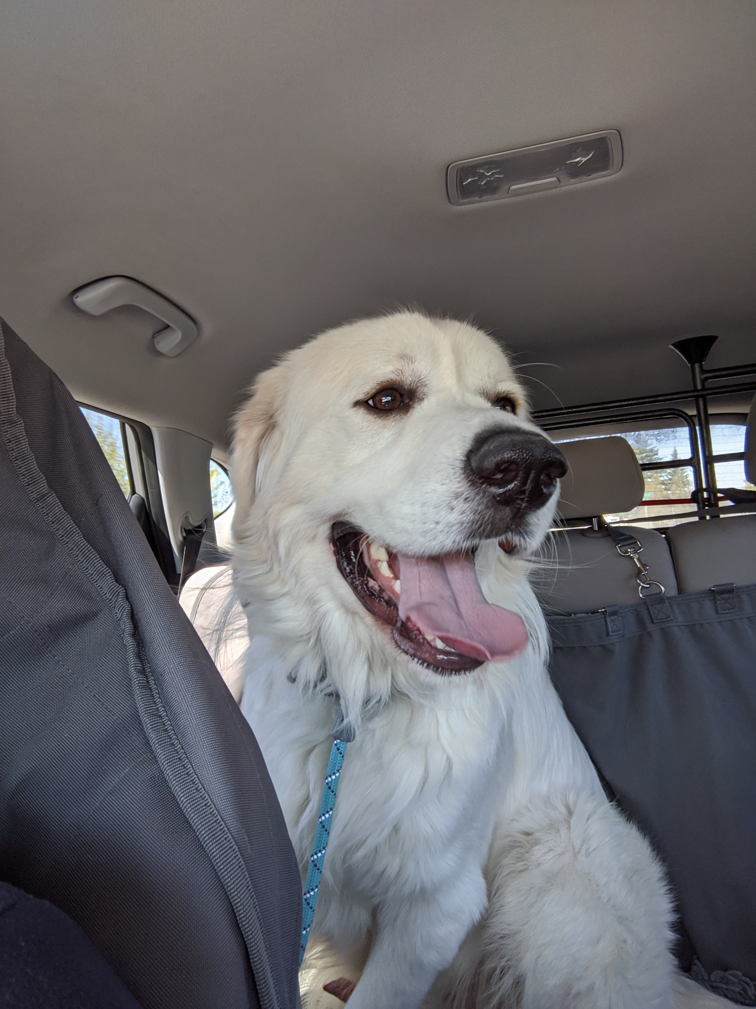 Odin, an adoptable Great Pyrenees in Portland, OR, 97220 | Photo Image 1