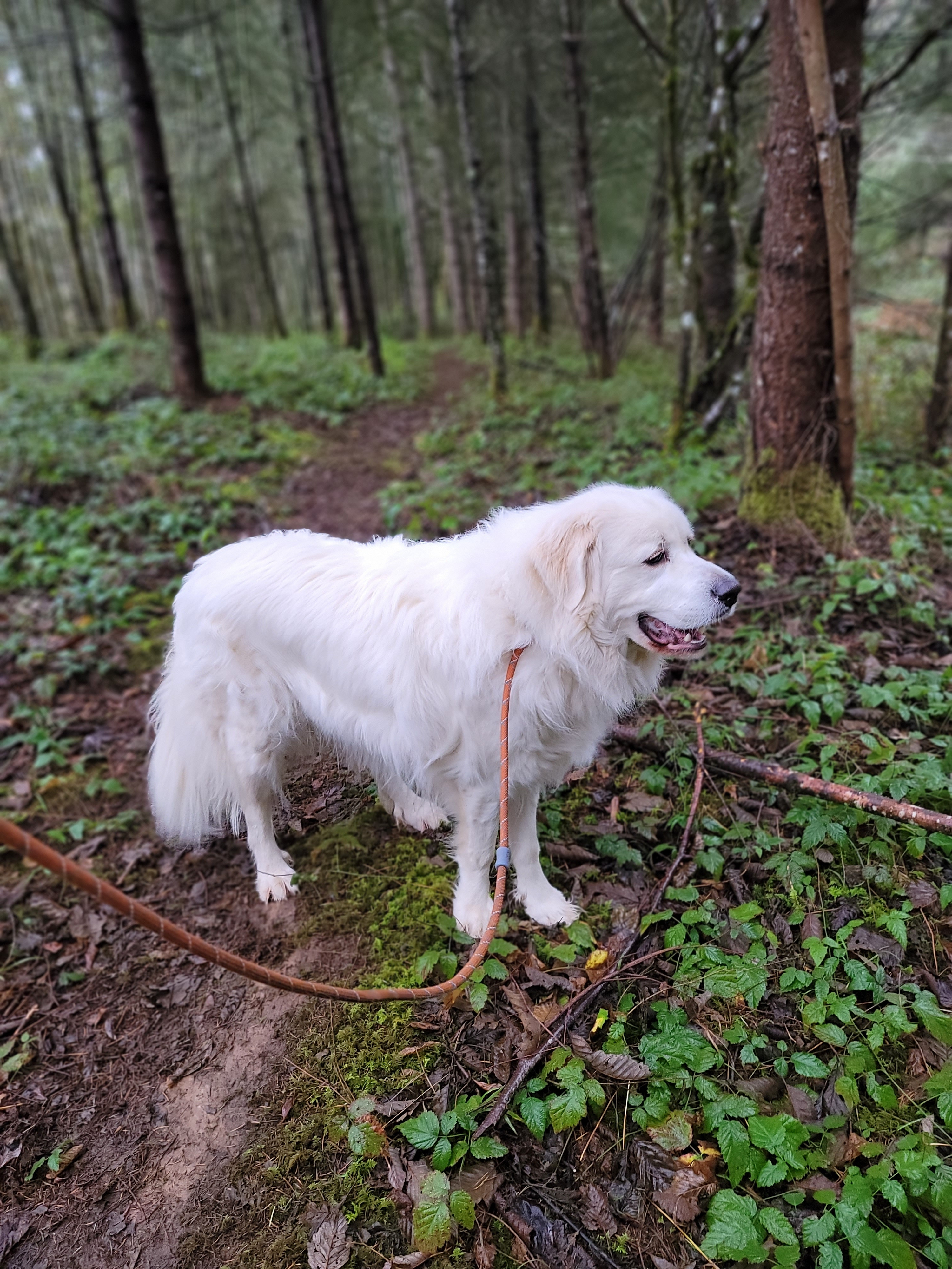 Odin, an adoptable Great Pyrenees in Portland, OR, 97220 | Photo Image 2