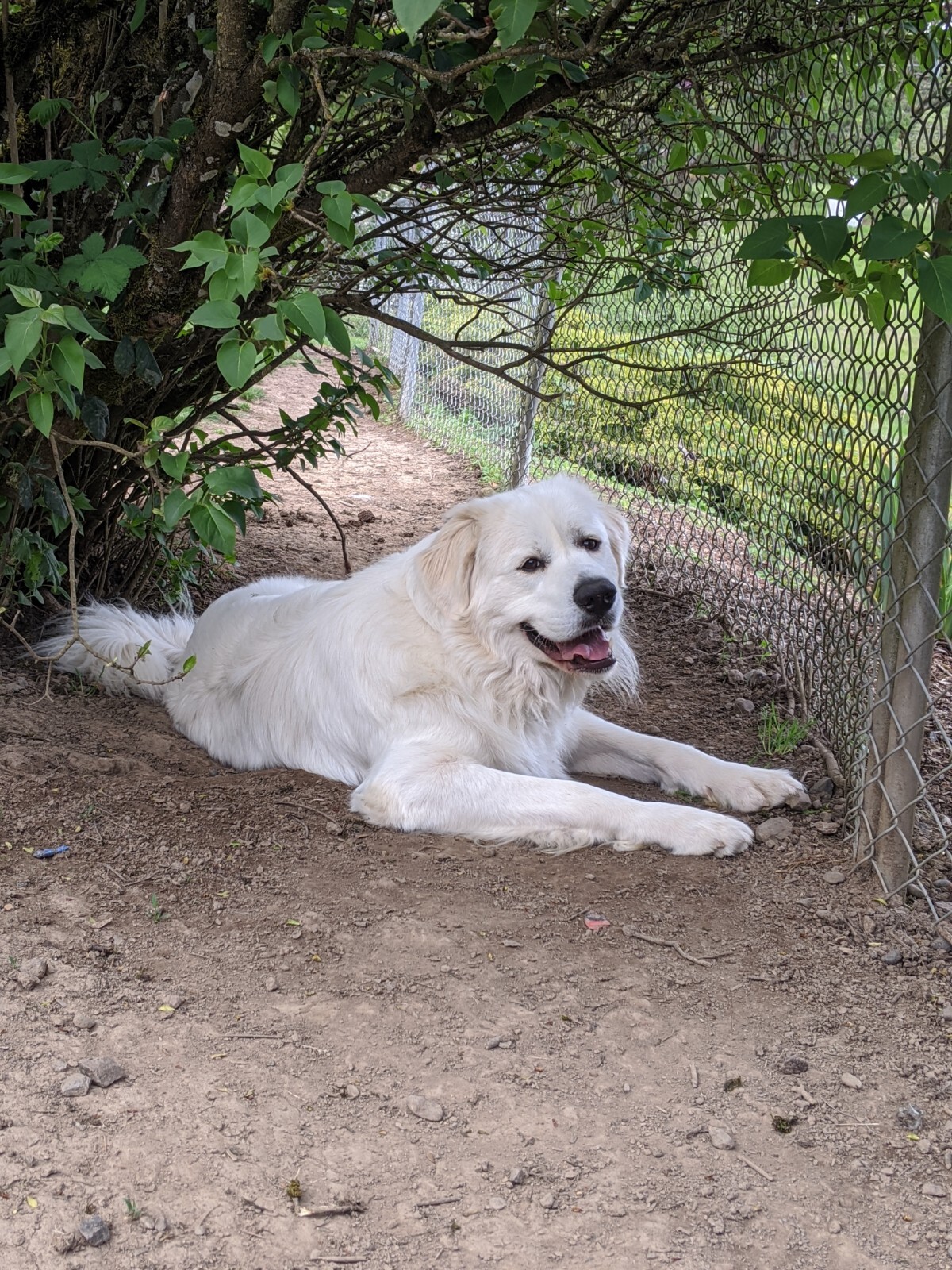 Odin, an adoptable Great Pyrenees in Portland, OR, 97220 | Photo Image 3