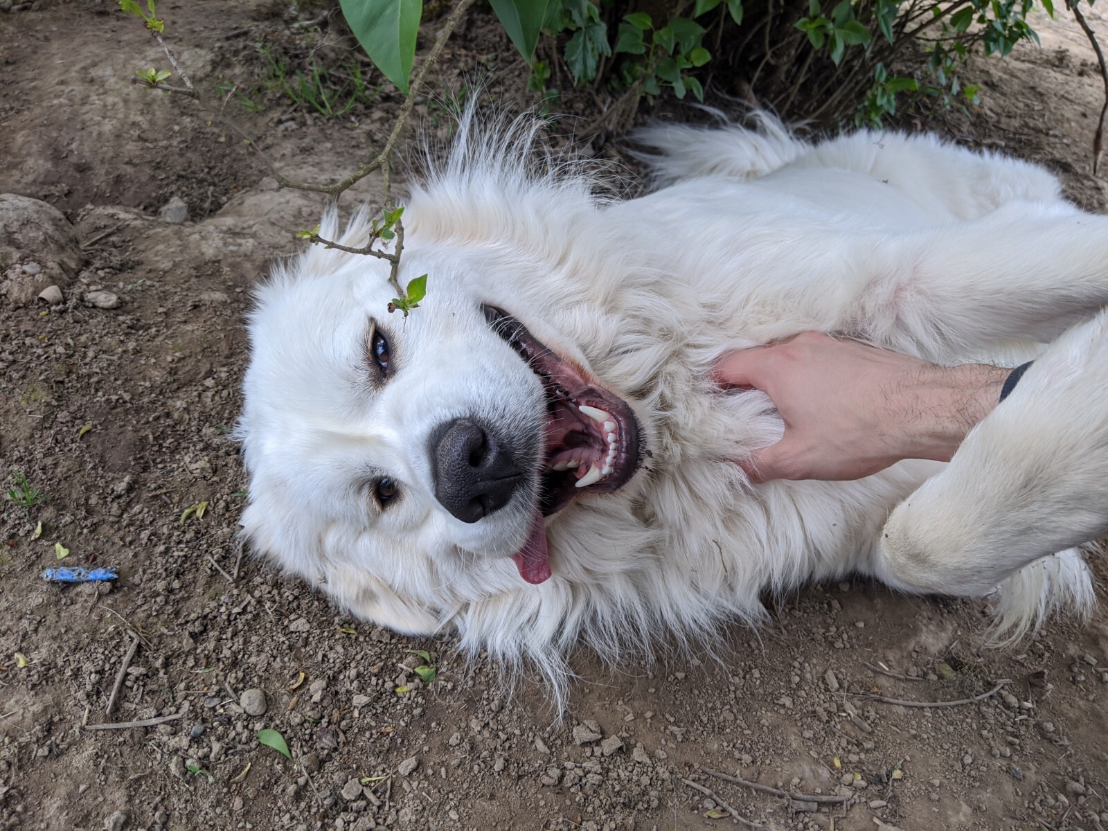 Odin, an adoptable Great Pyrenees in Portland, OR, 97220 | Photo Image 5