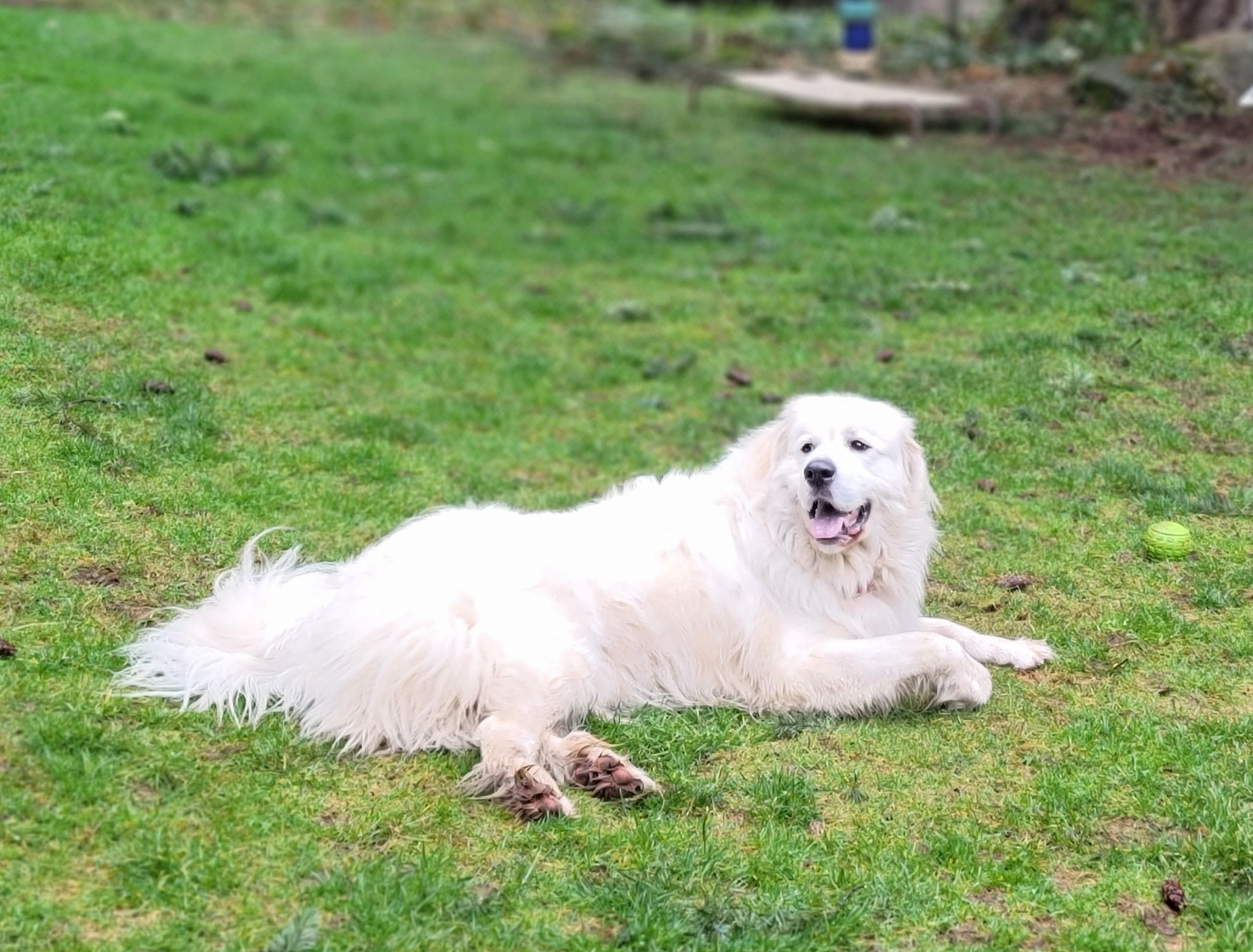 Odin, an adoptable Great Pyrenees in Portland, OR, 97220 | Photo Image 6