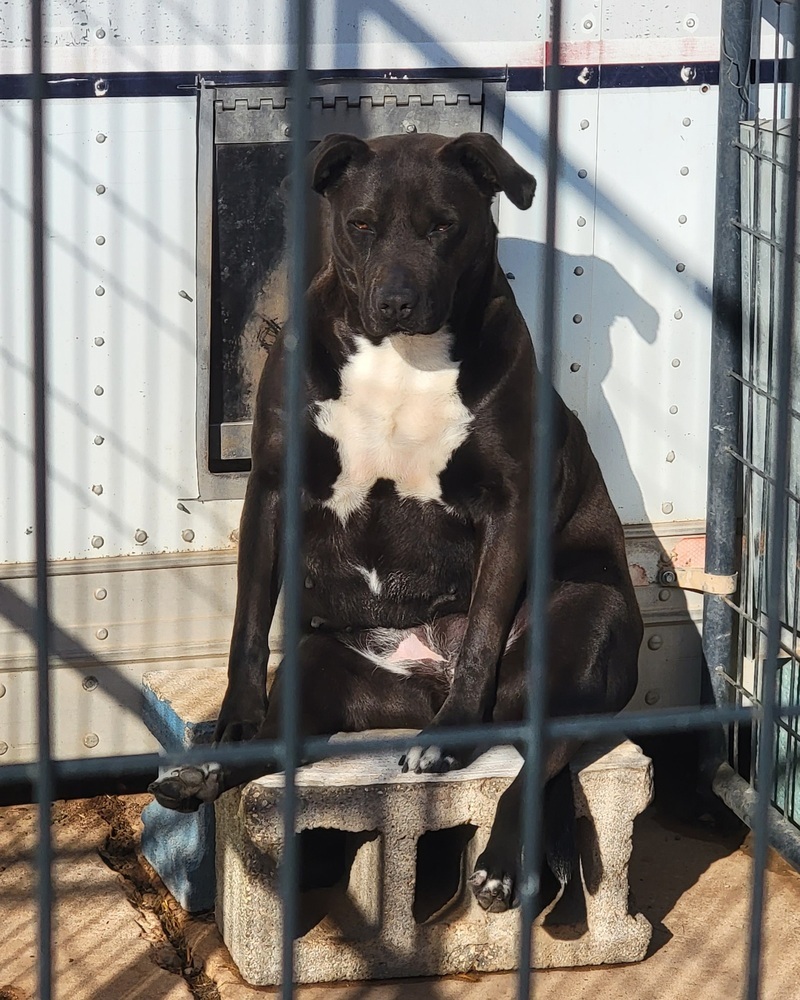 Madi, an adoptable Labrador Retriever, Mixed Breed in Crosbyton, TX, 79322 | Photo Image 3