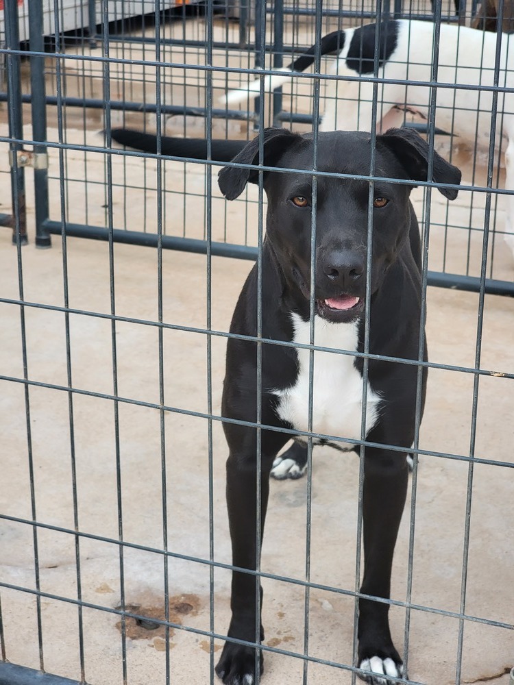 Madi, an adoptable Labrador Retriever, Mixed Breed in Crosbyton, TX, 79322 | Photo Image 4